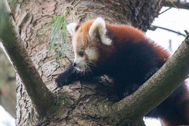 Adorable New Pictures Of Red Panda Cubs At Paignton Zoo Itv News West Country Adorable New Pictures Of Red Panda Cubs At Paignton Zoo Itv News West Country