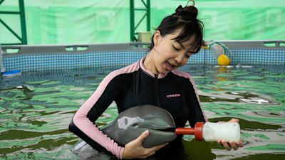 Volunteer Thippunyar Thipjuntar feeds a baby dolphin named Paradon with milk at the Marine and Coastal Resources Research and Development Center in Rayong province in eastern Thailand, Friday, Aug. 26, 2022. The Irrawaddy dolphin calf was drowning in a tidal pool on Thailand’s shore when fishermen found him last month. The calf was nicknamed Paradon, roughly translated as “brotherly burden,” because those involved knew from day one that saving his life would be no easy task. But the baby seems to be on the road to recovery. (AP Photo/Sakchai Lalit)