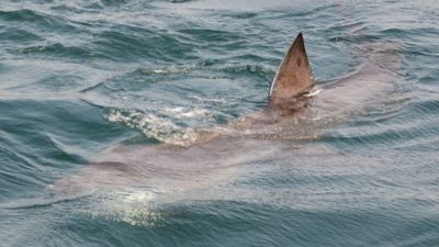 Basking shark in Cornwall