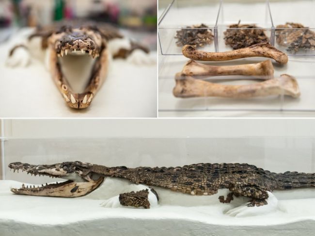 Why some crocodiles hide out in caves •