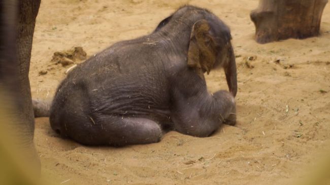 Watch the adorable moment an endangered baby elephant takes her first steps  at Whipsnade Zoo | ITV News Anglia