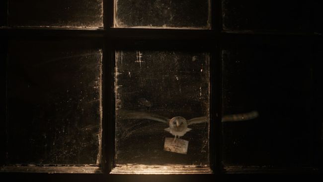 Lily the barn owl took the letter to Sir David's London home.