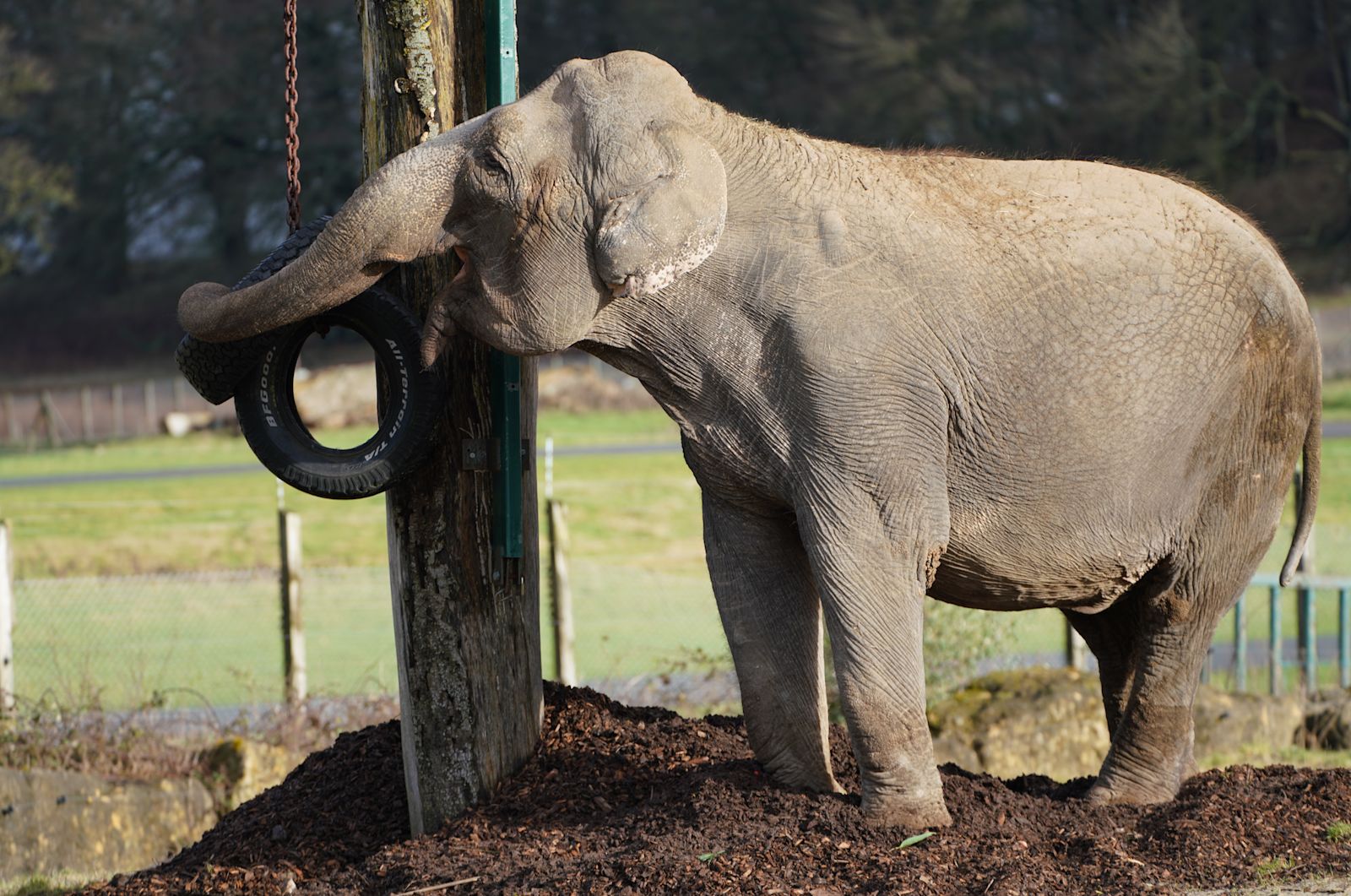 Thousands Call On Longleat To Free Britain s loneliest Elephant From thousands-call-on-longleat-to-free-britain-s-loneliest-elephant-from
