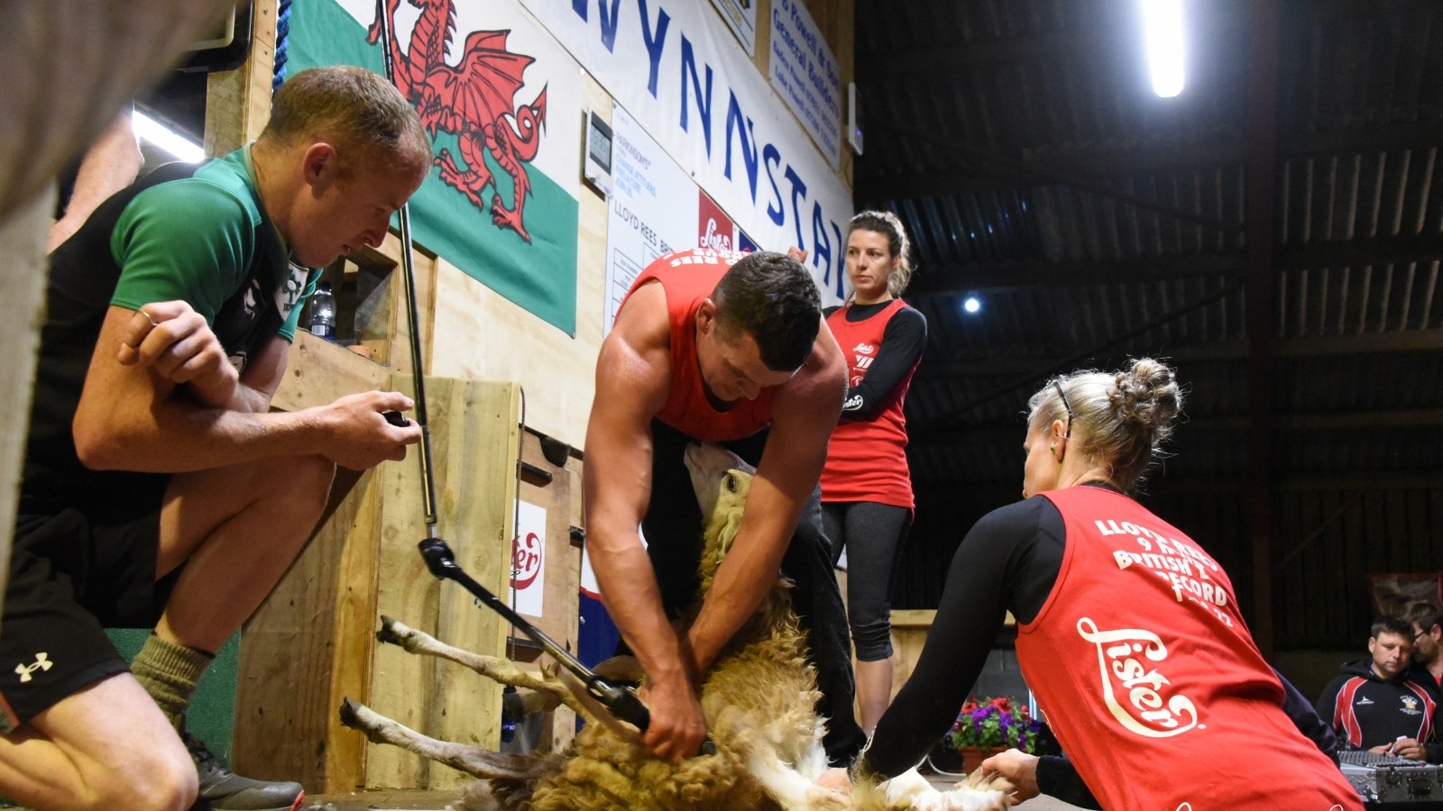 Farmer breaks records by shearing 902 sheep in nine hours ITV News Wales