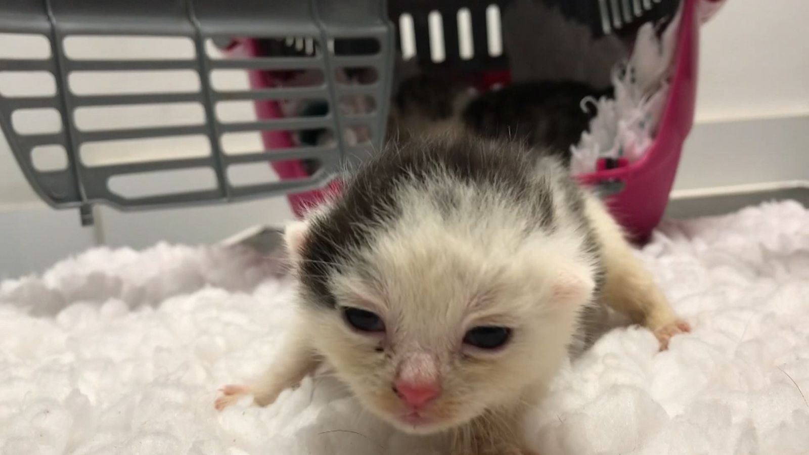 Drones used to catch colony of 80 stray cats running wild in