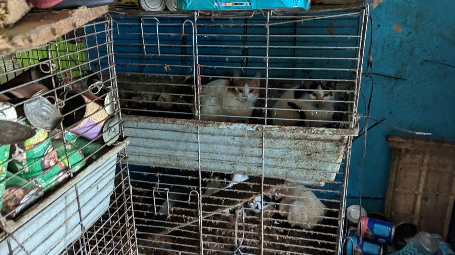Dozens of animals found in 'appalling conditions' in Walsall home | ITV ...