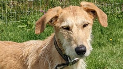 Sandy has been described by handlers as 'gentle and timid'