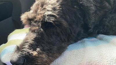 Labradoodle Bruce recovering after his ordeal. Vets Now. Do NOT reuse.