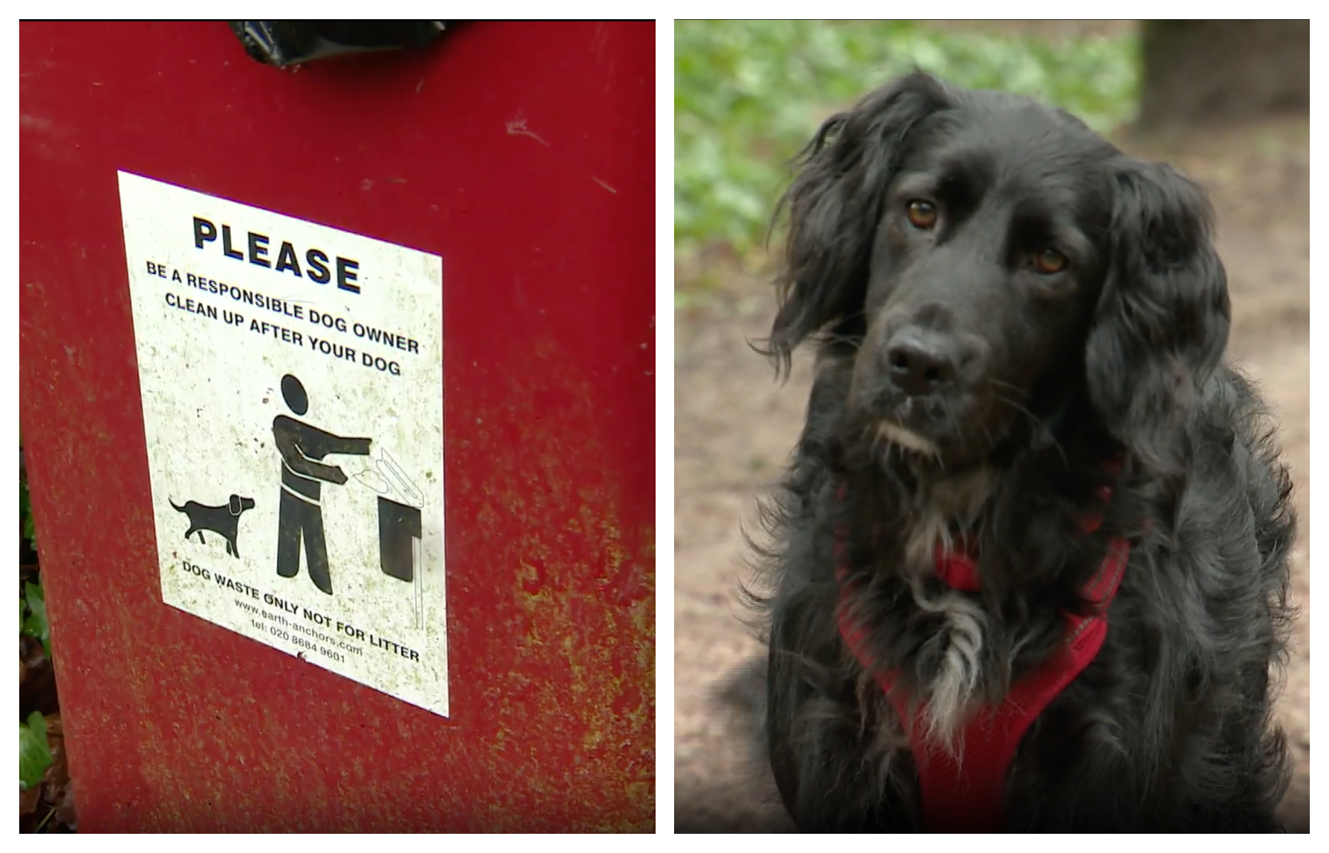 900 tonnes of dog poo collected from Sussex town's waste bins ITV