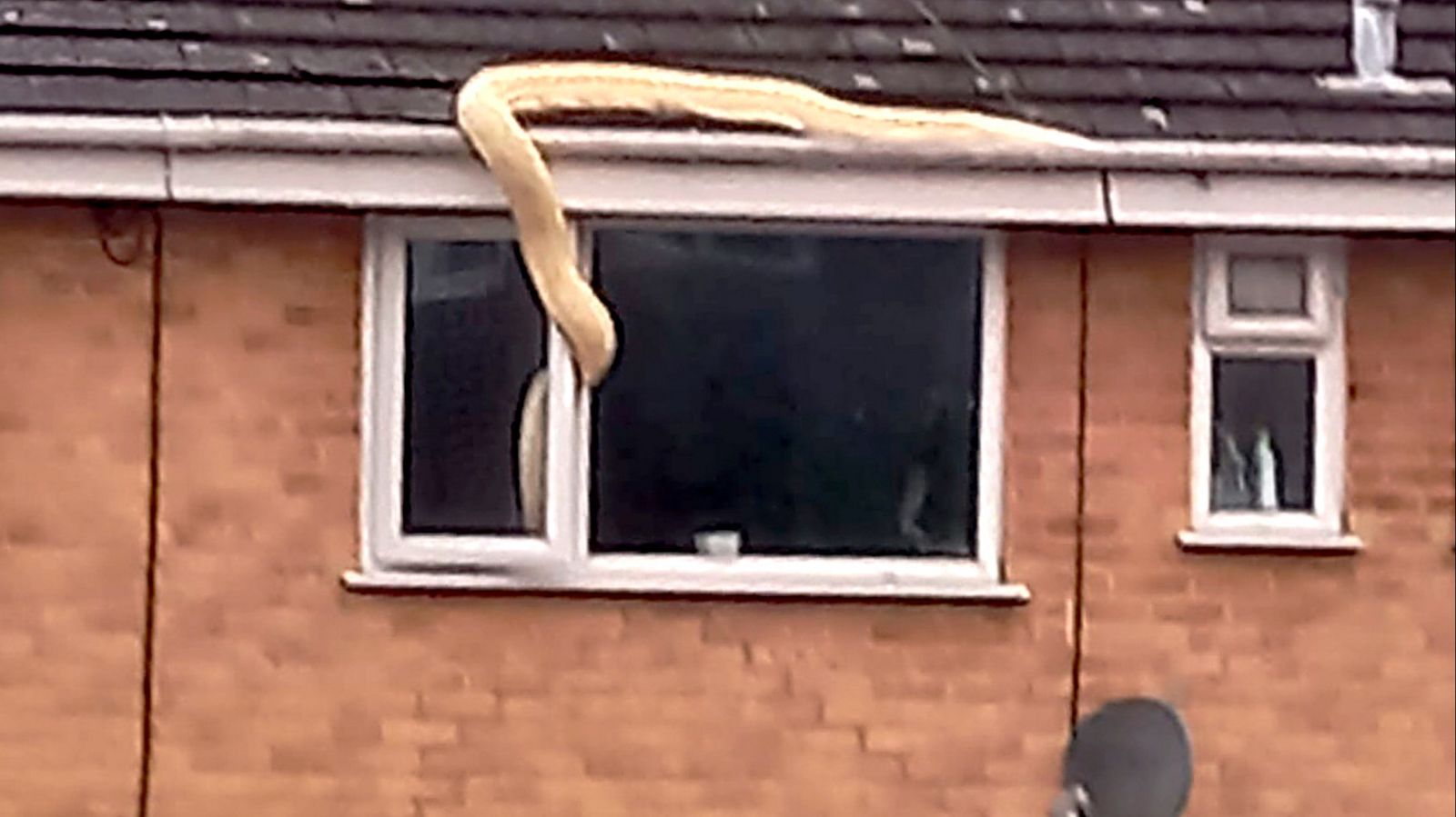 Massive Python In House Huge python spotted slithering across roof and into bedroom window ...
