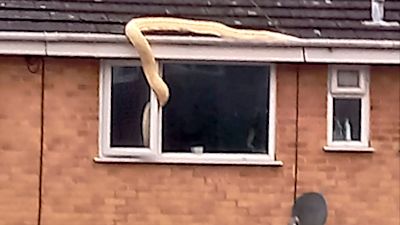 Huge python spotted slithering across roof and into bedroom window ...