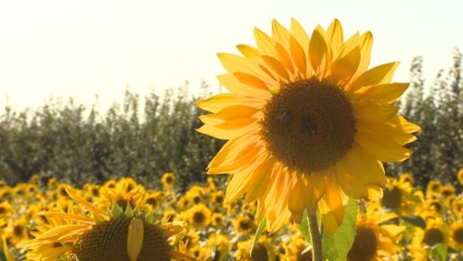 Sunflower Field In Somerset Raises Thousands For Kidney Research West Country Itv News