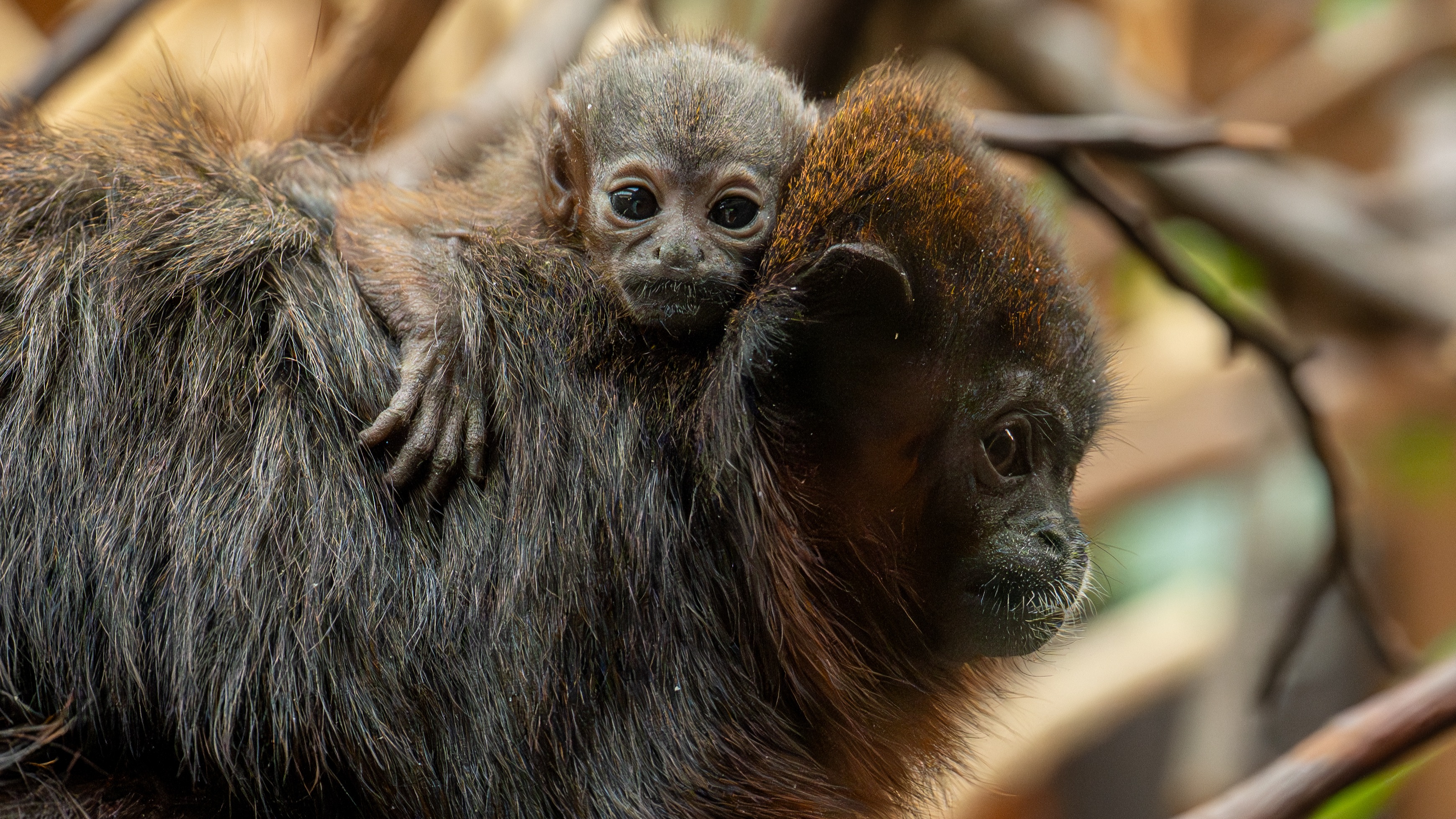 Birth of rare monkey size of 'golf ball' makes history at Chester Zoo ...