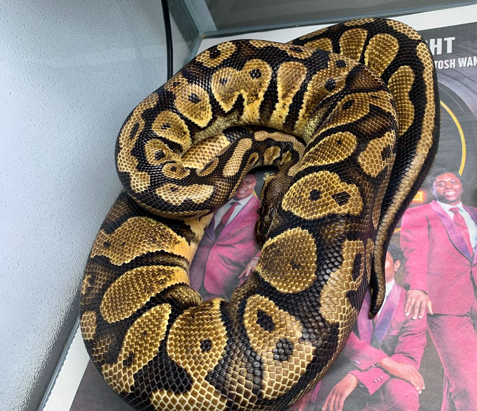 3 Feet Python Three-foot-long python seen dragged down Bradford street rescued by ...