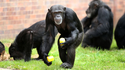 A chimpanzee holding a treat at Chester Zoo.