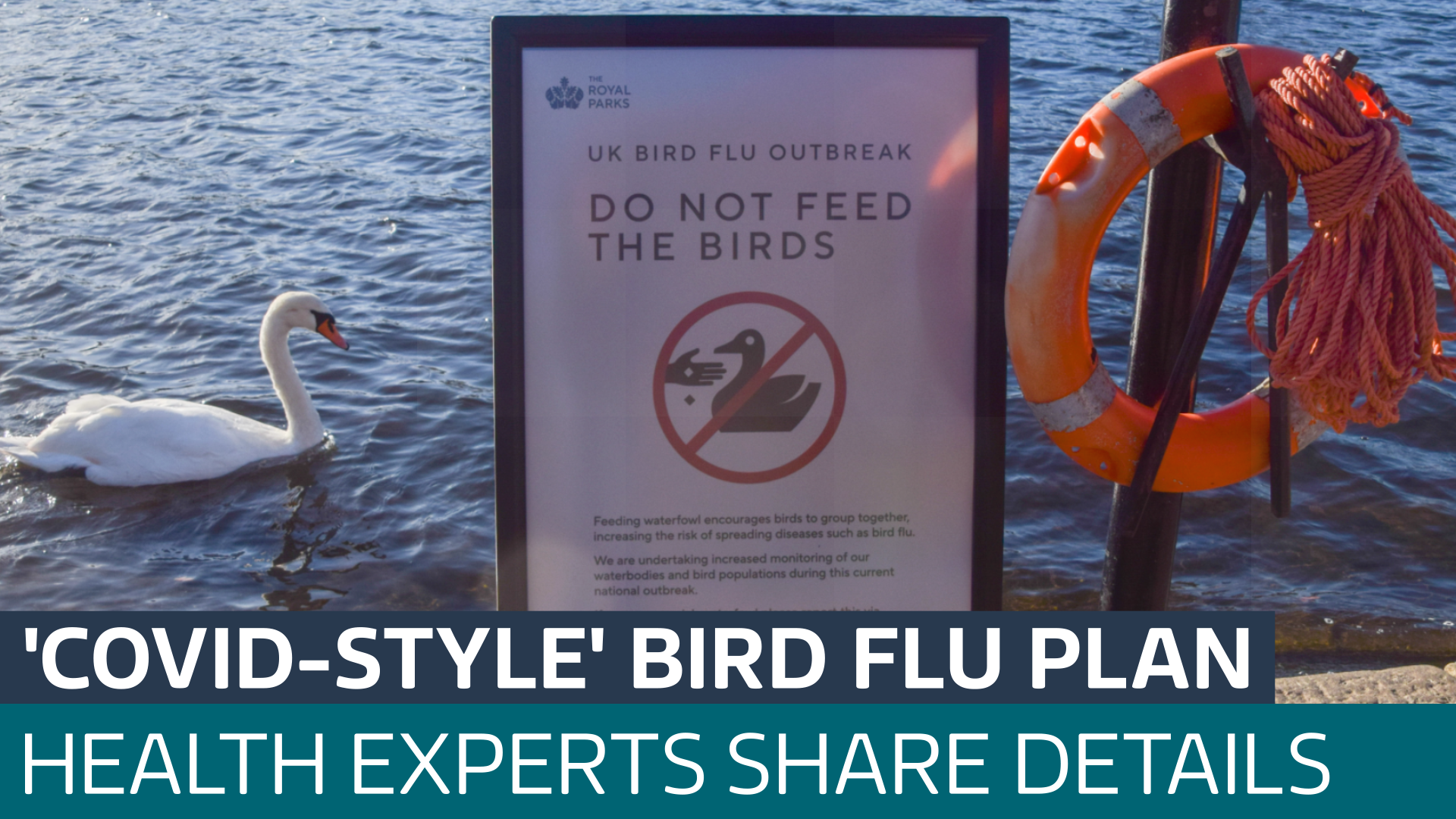 Health experts share Covid-style contingency plans for tackling bird ...
