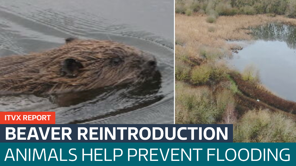 Beavers reintroduced to Derbyshire countryside are helping to prevent ...