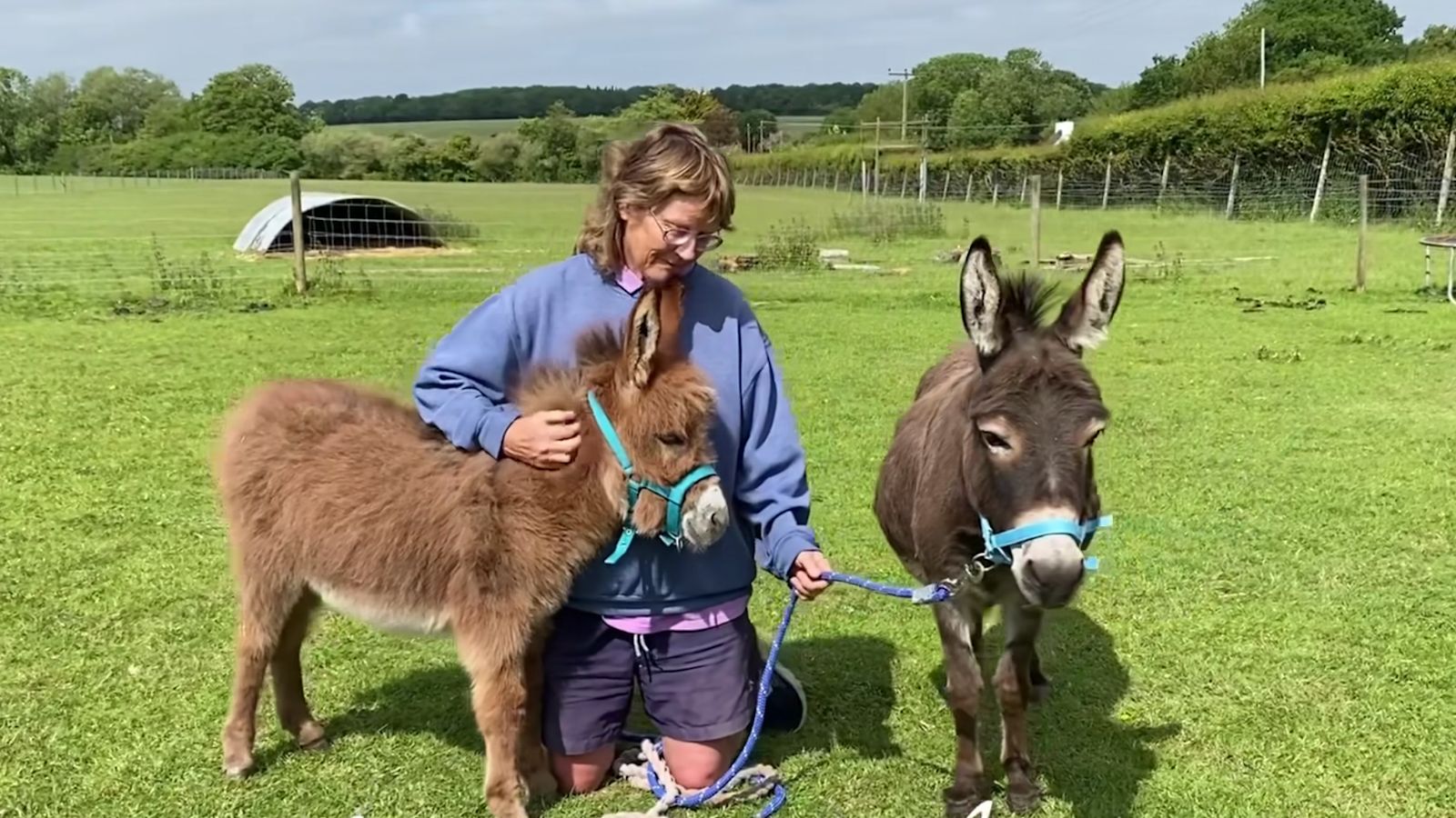 Heartwarming video shows stolen Hampshire baby donkey Moon relaxing with  her mother again | ITV News Meridian