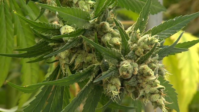 Medical cannabis being cultivated at a secure and controlled facility in Kent