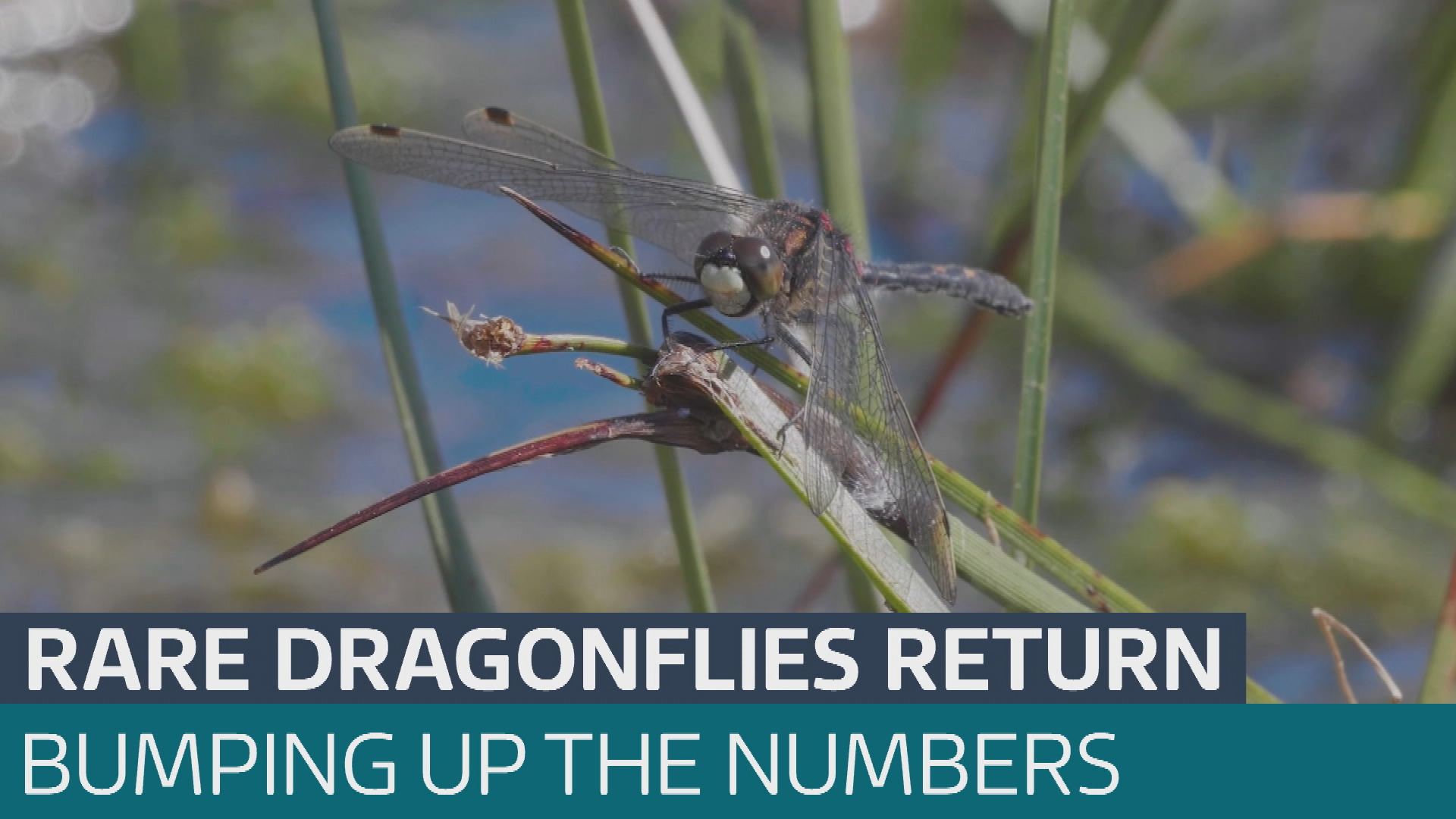Dragonflies Rarest Color One of the rarest dragonfly species settles into Cumbria - Latest From ...