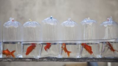 Live goldfish in bags on display