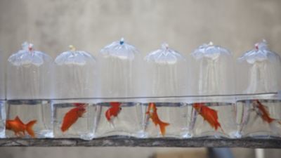 Live goldfish in bags on display