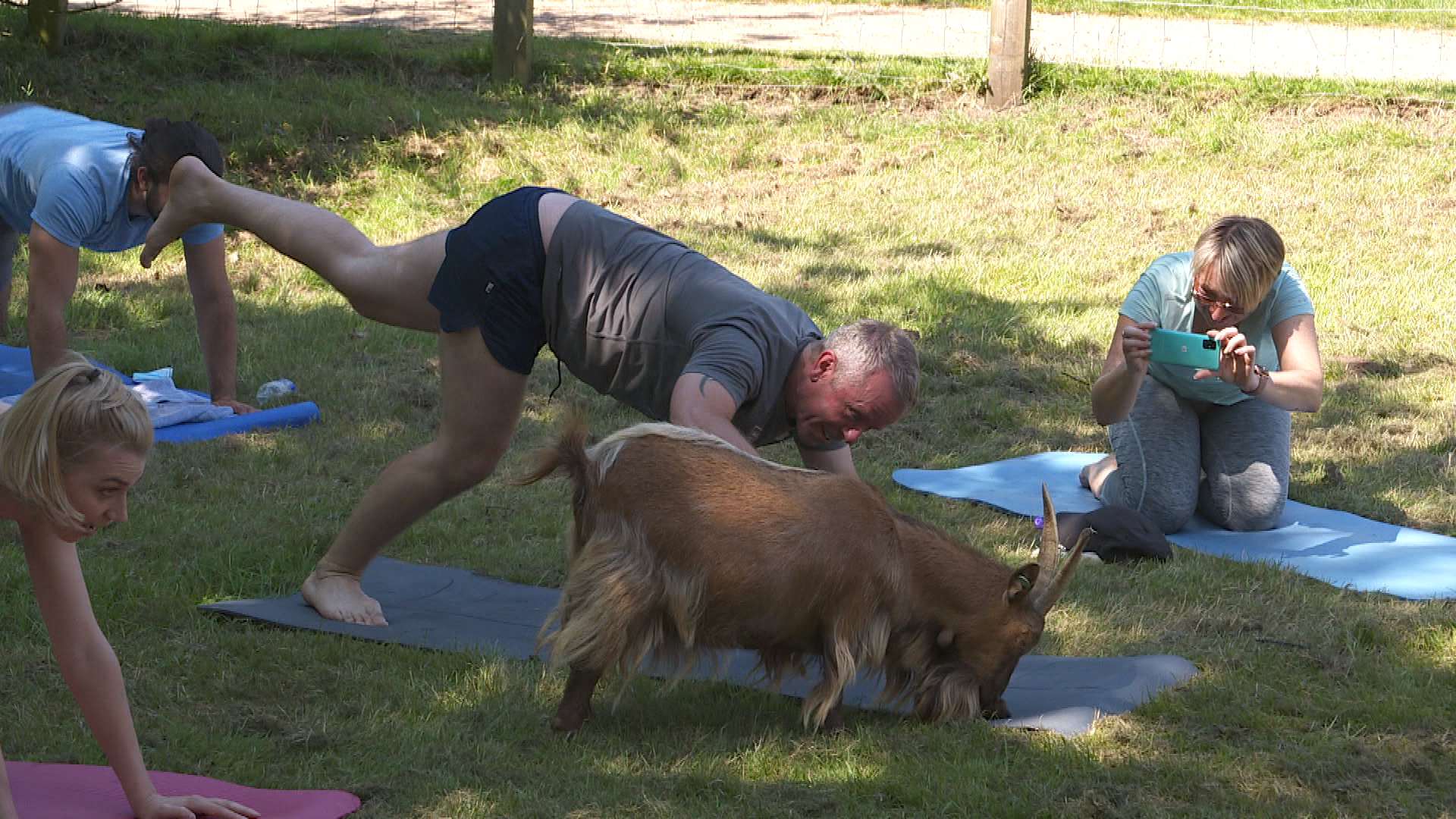 Goat yoga craze hits Suffolk