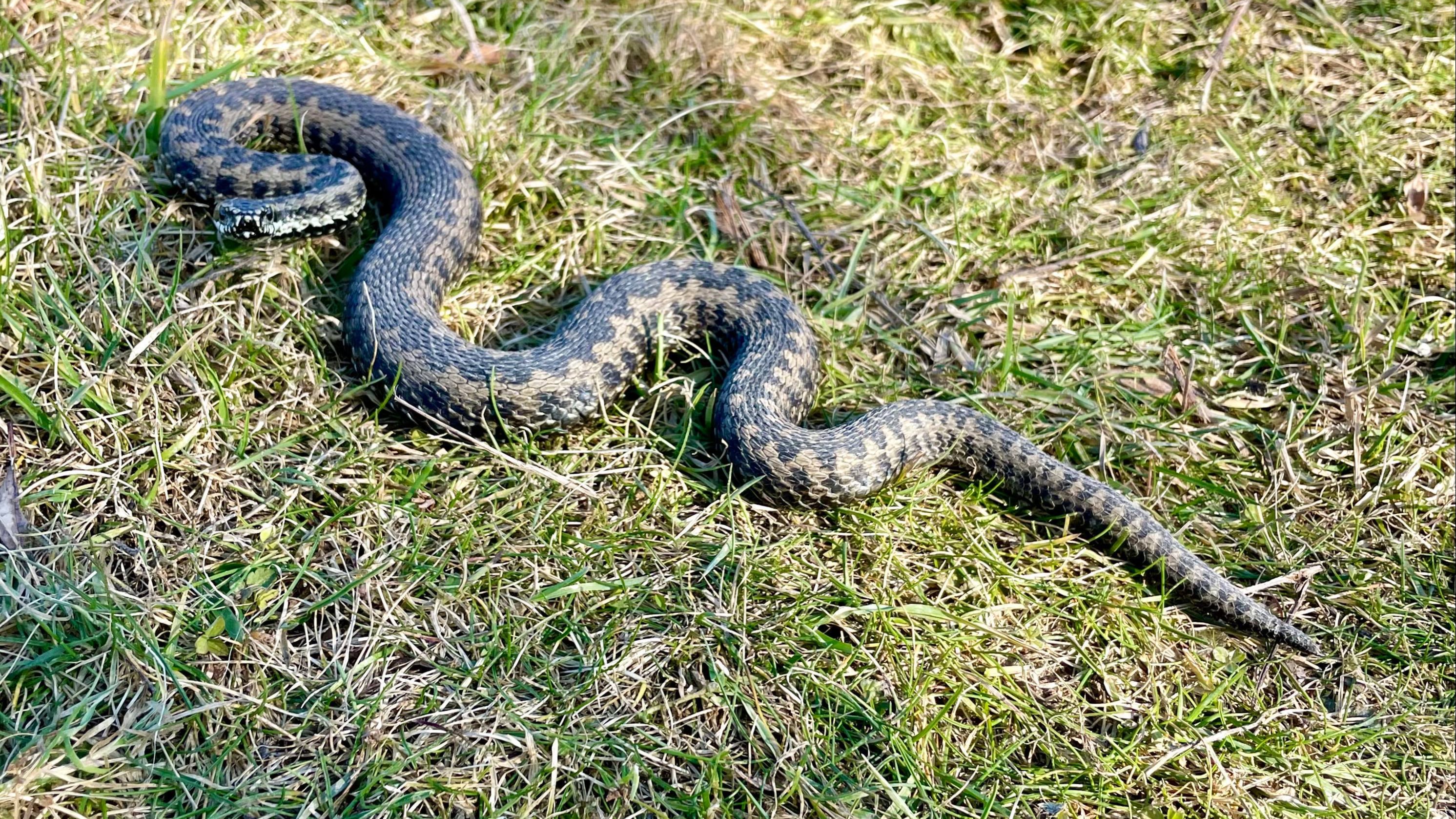 Venomous adder snake spotted at popular dog walking spot in the South ...