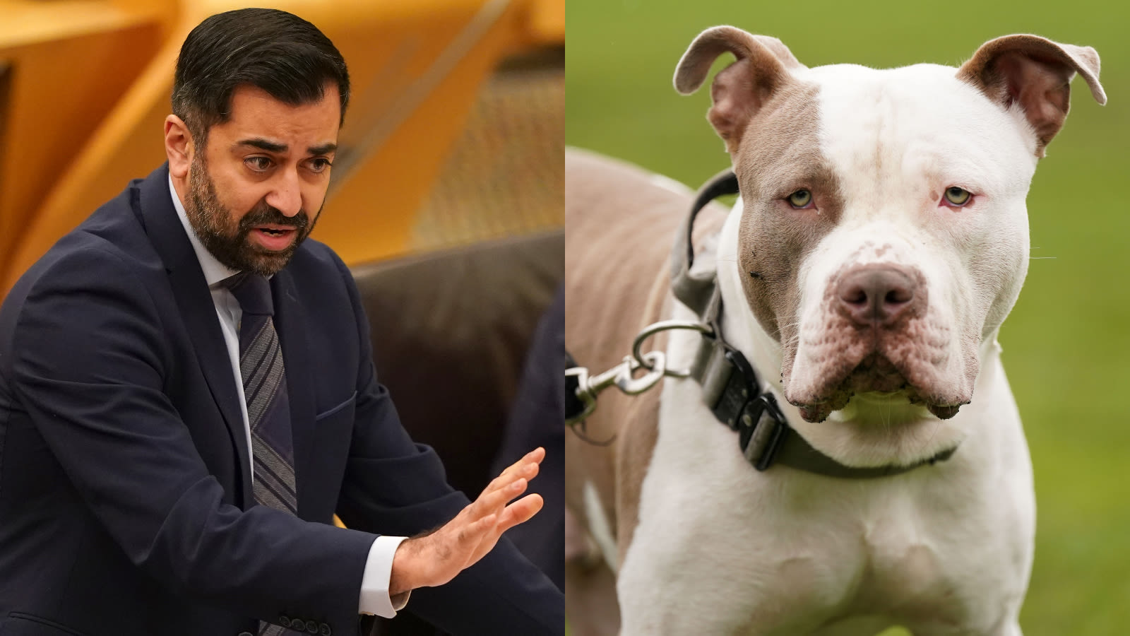Humza Bans Scotland to introduce XL Bully ban, First Minister Humza Yousaf says ...