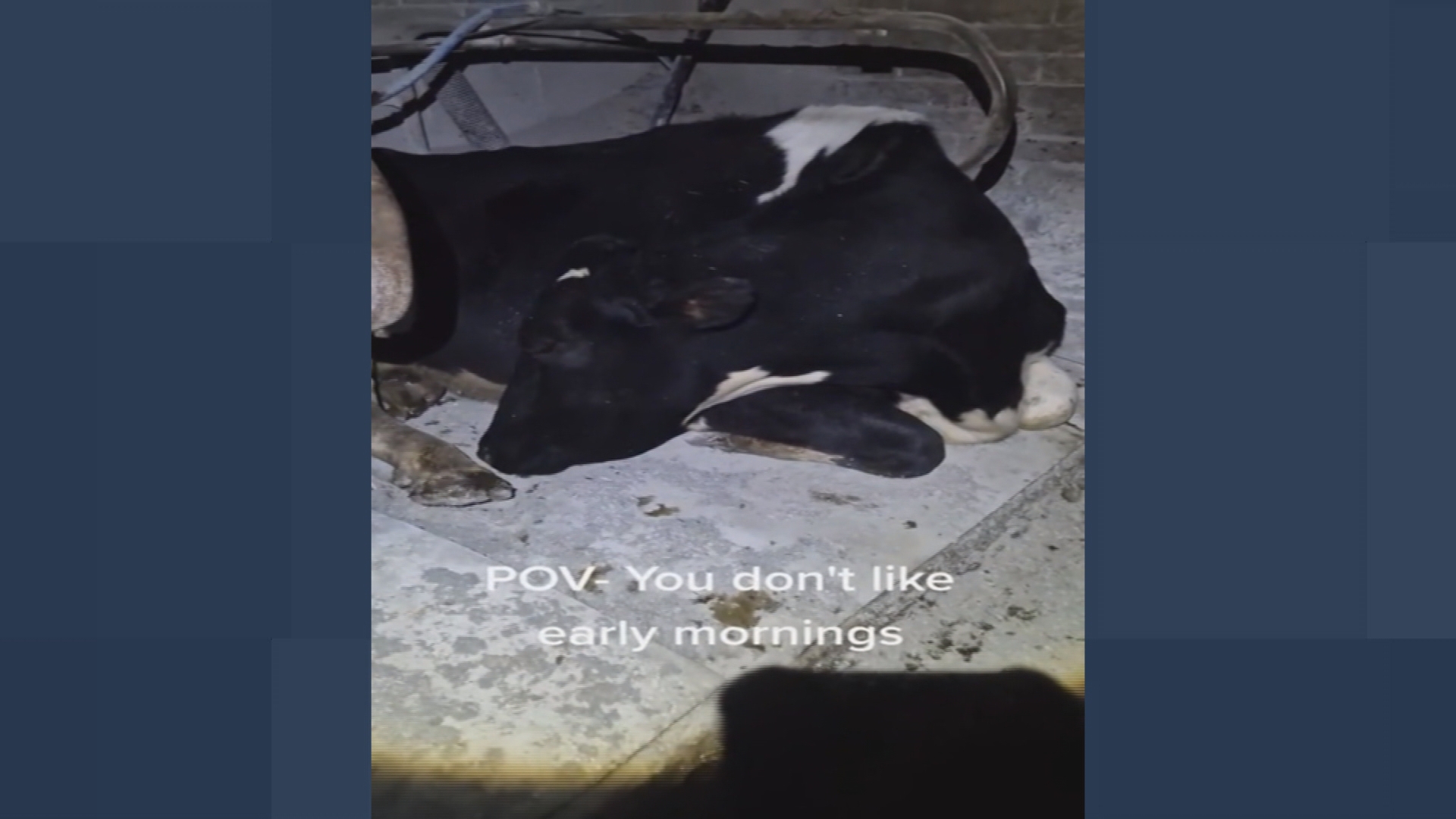 MER_LAZY_COW_11.09.26.mp4