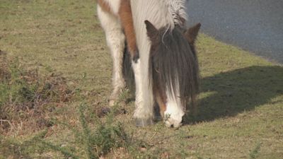 New Forest pony