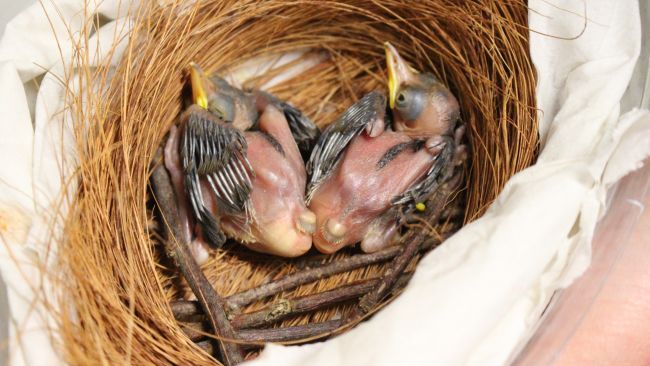 Two rare laughingthrush chicks have been hand-reared by keepers.