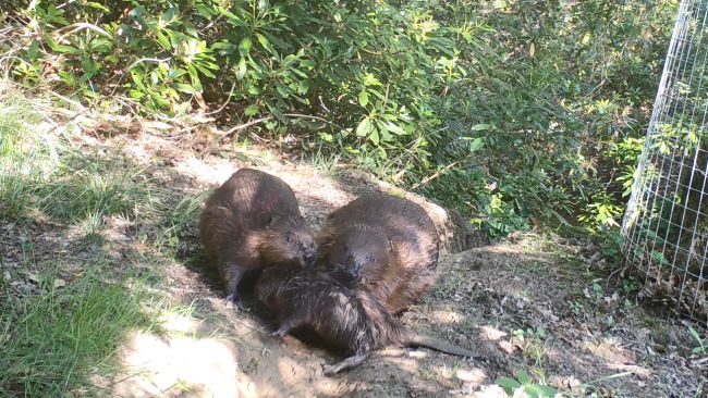 Baby beaver born at Cropton Forest