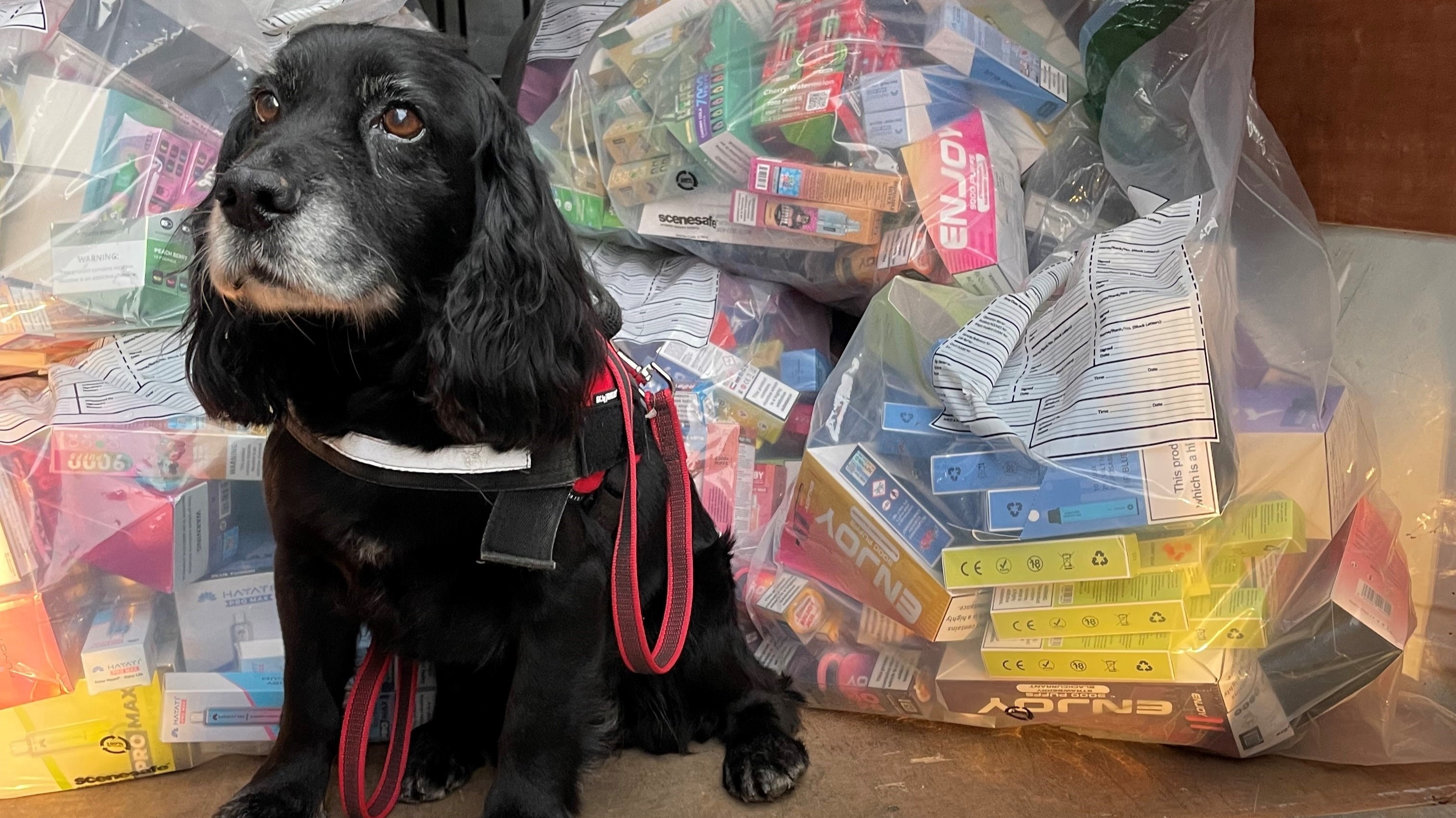 Vape detection dog helps seize £18,000 worth of illegal vapes from two