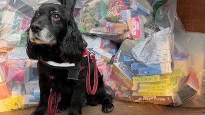 Vape detection dog helps seize 18,000 worth of illegal vapes from two shops in Nottinghamshire | ITV News Central Vape detection dog helps seize 18,000 worth of illegal vapes from two shops in Nottinghamshire | ITV News Central