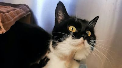 Cat recovered after collar injury