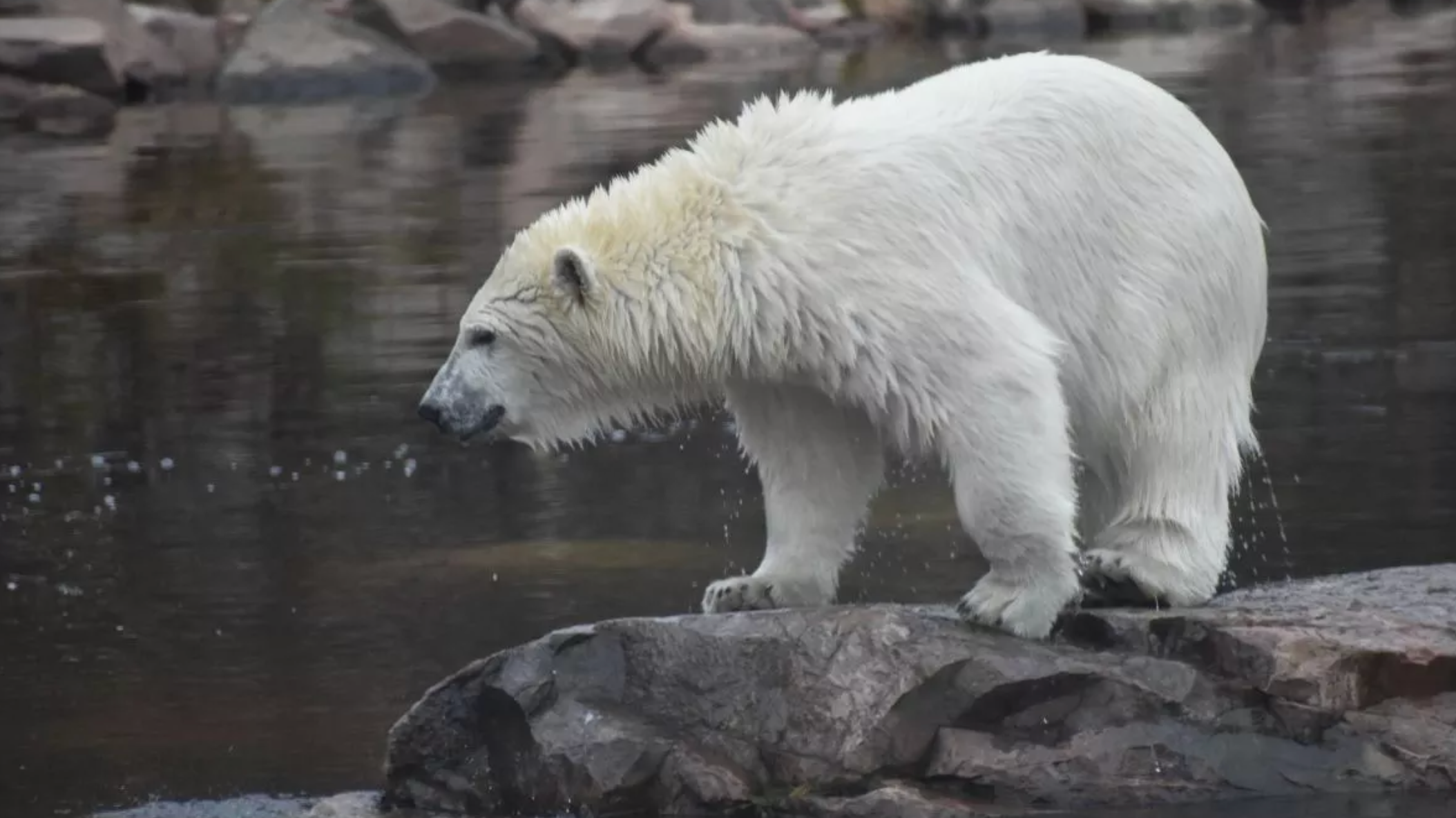 Zoo mourning loss of beloved polar bear just weeks before his 20th birthday