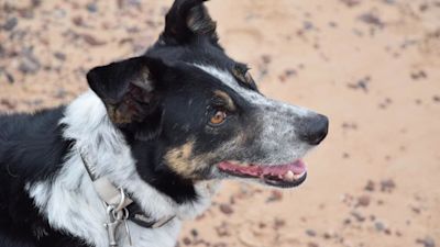 PEGGY DEAF SHEEPDOG