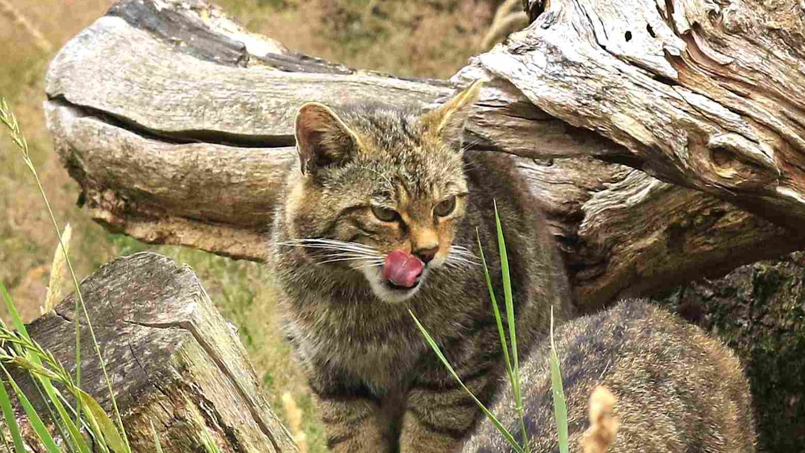 'Beautiful' wildcats could return to Devon after more than 100 years ...