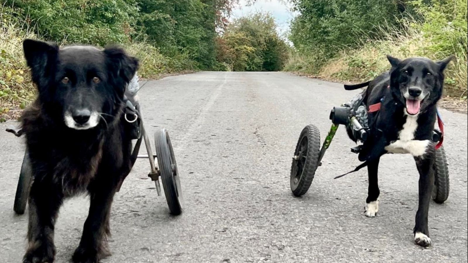 Disabled Dog Races Disabled dogs complete marathon charity challenge for Accrington canine ...