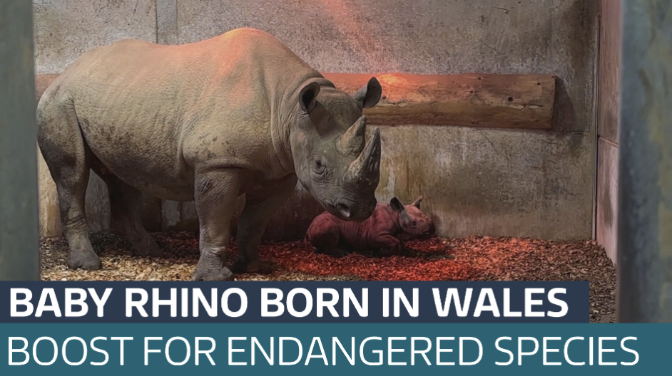 The new baby rhino born at Welsh Zoo - Latest From ITV News