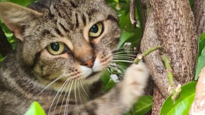 Susan Mansfield's cat Bella, who was found beheaded in her garden.
Credit: BPM Media