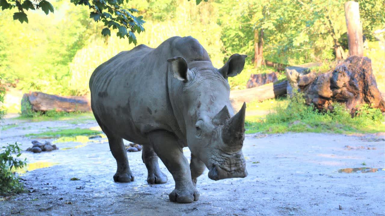 Rhino kills keeper and seriously injures another in attack at Austrian zoo