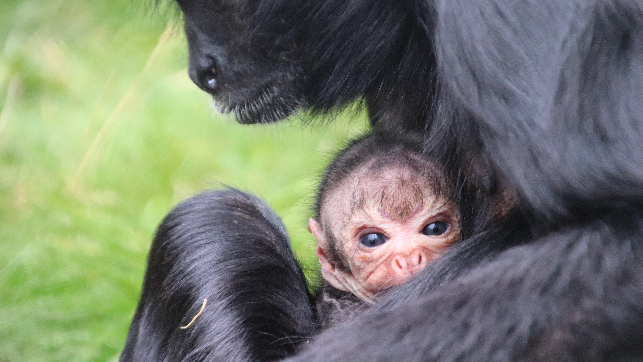 ITV Central Dudley Zoo news for Birmingham, Nottingham & Midlands