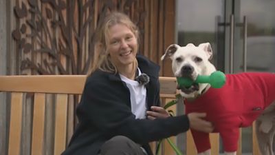Cotswold hotsell dog rescue