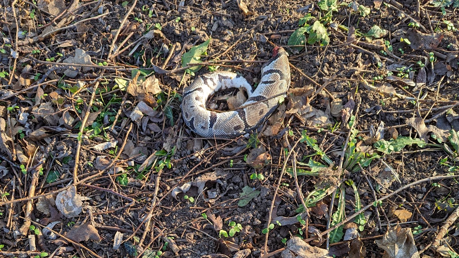 Royal Python Rspca Body of python found cut in half in Oxfordshire 'act of deliberate ...