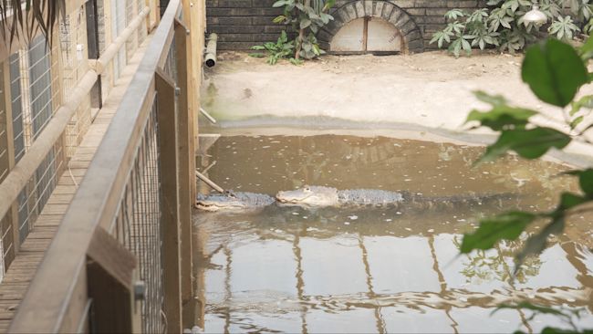 Three-year-old boy suffers 'critical' injuries in crocodile pen as man arrested for attempted murder | ITV News Anglia
