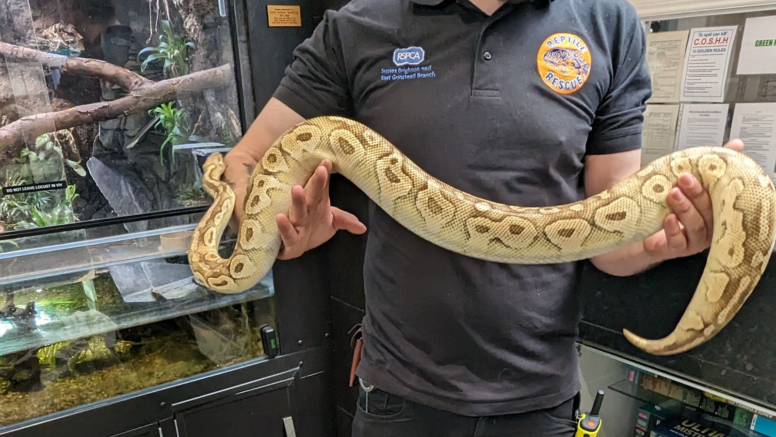 Python found under bush in Sussex village - the second found in a week ...