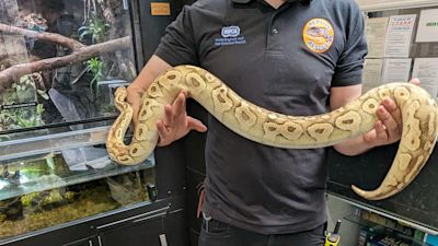 Python Under Animal Python found under bush in Sussex village - the second found in a week ...