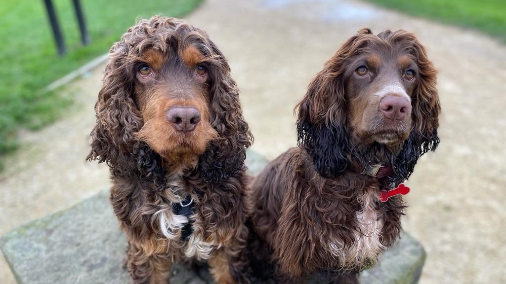 Laurel lakes 2024 cocker spaniels